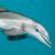 Во флориде живет уникальный дельфин, о котором заботится вся страна Поворотная онлайн веб-камера на пляже Мертл-Бич, США
